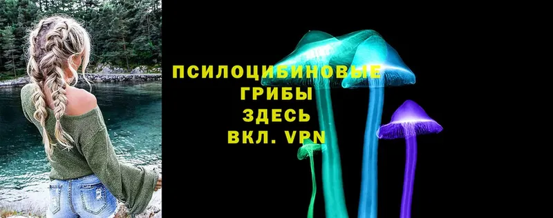 где продают   Вышний Волочёк  Псилоцибиновые грибы Psilocybe 